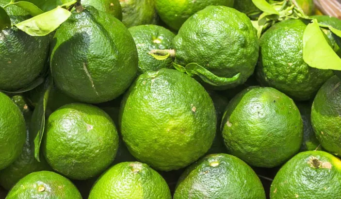 Oranges amères vertes