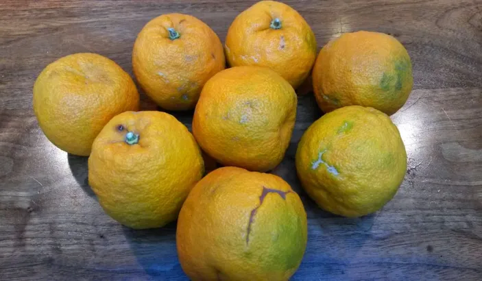 Oranges amères jaunes sur une table