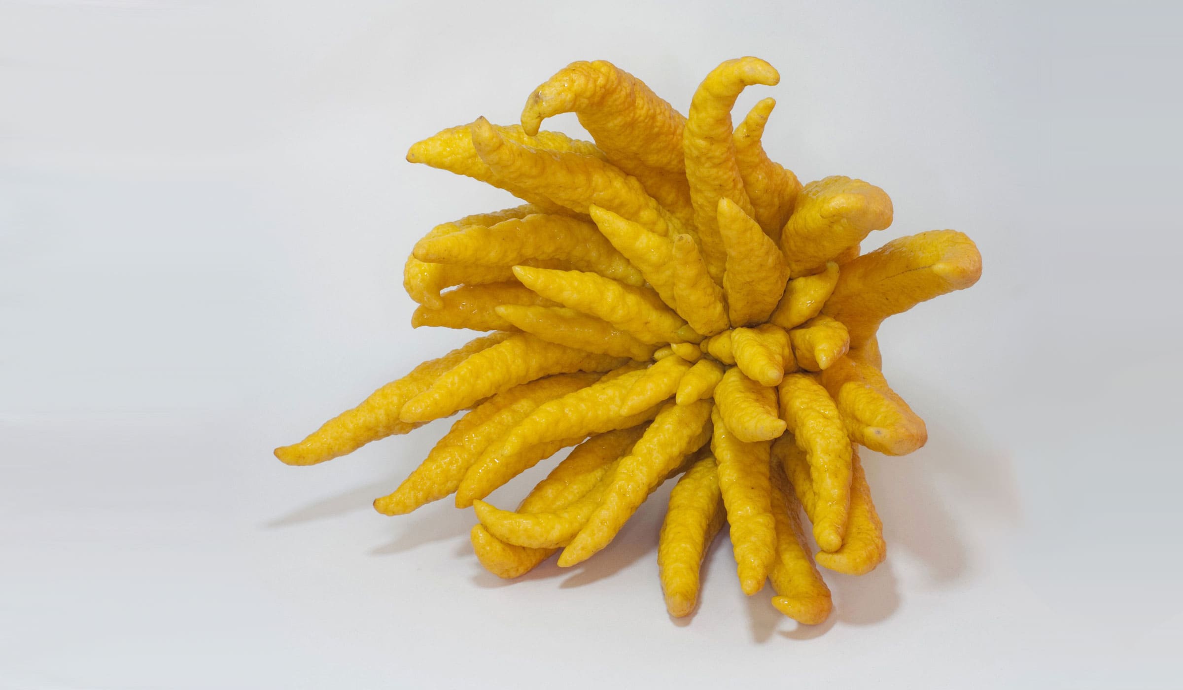 Fingered citron