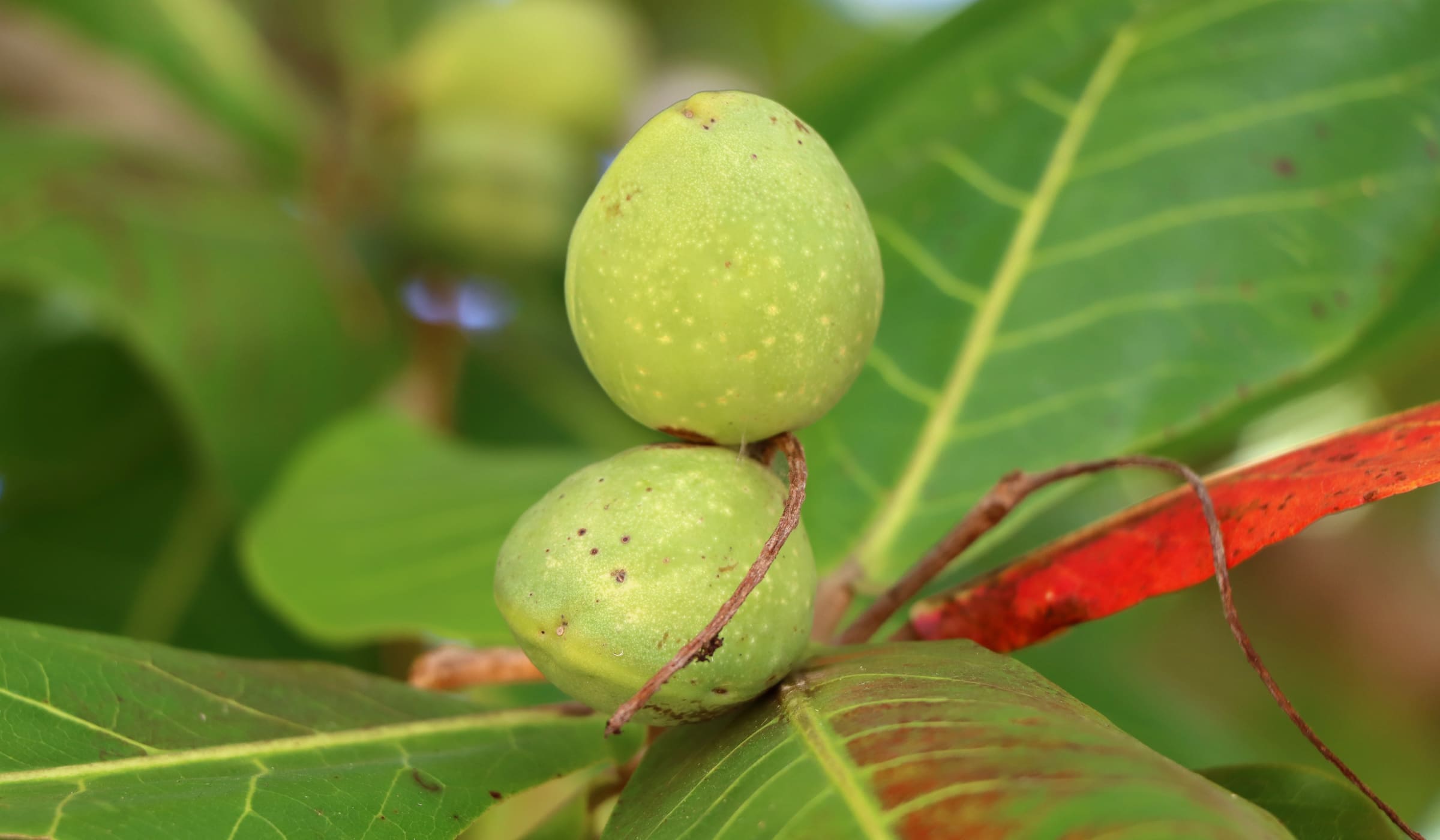 West Indian almond in a tree