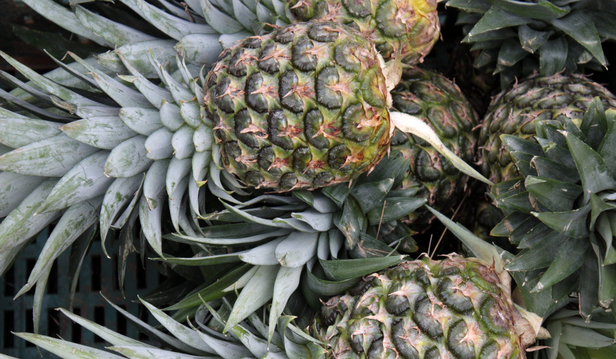 Plant d'ananas