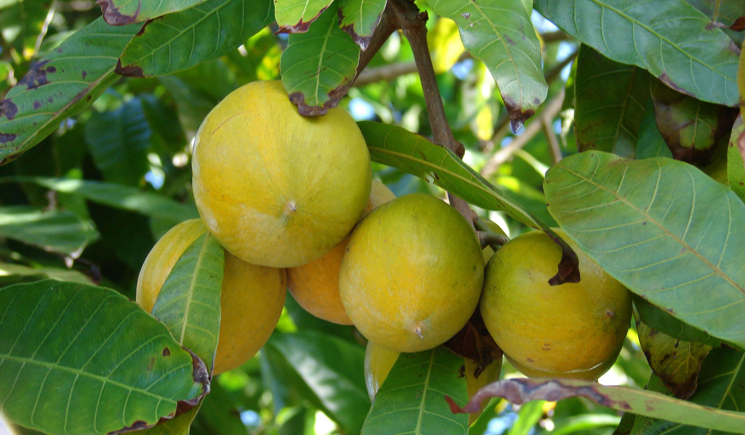 Canistel fendu avec sa graine