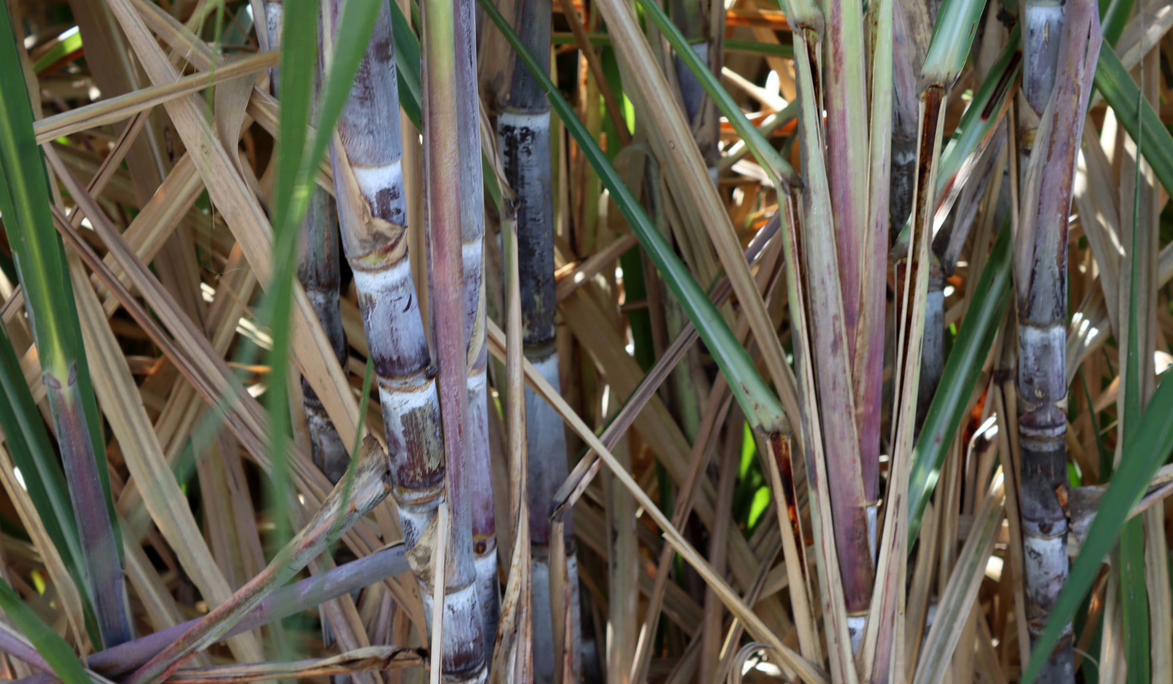 Cannes à sucre coupées