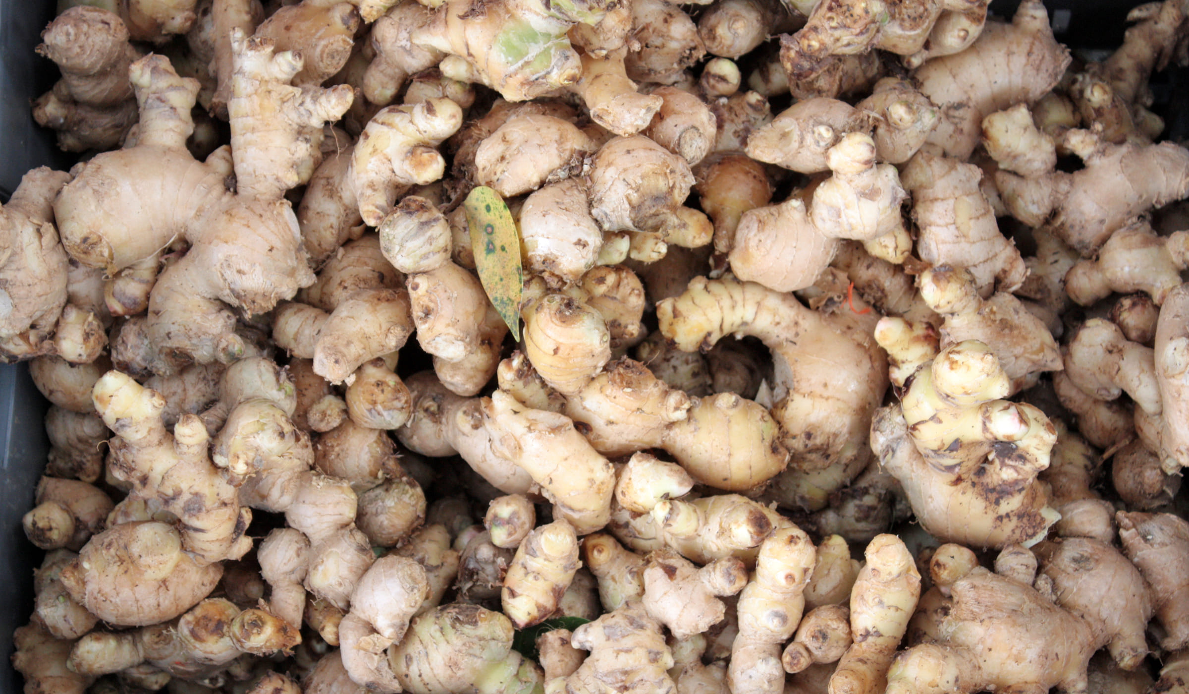 Ginger tubers for sale at Fort-de-France market