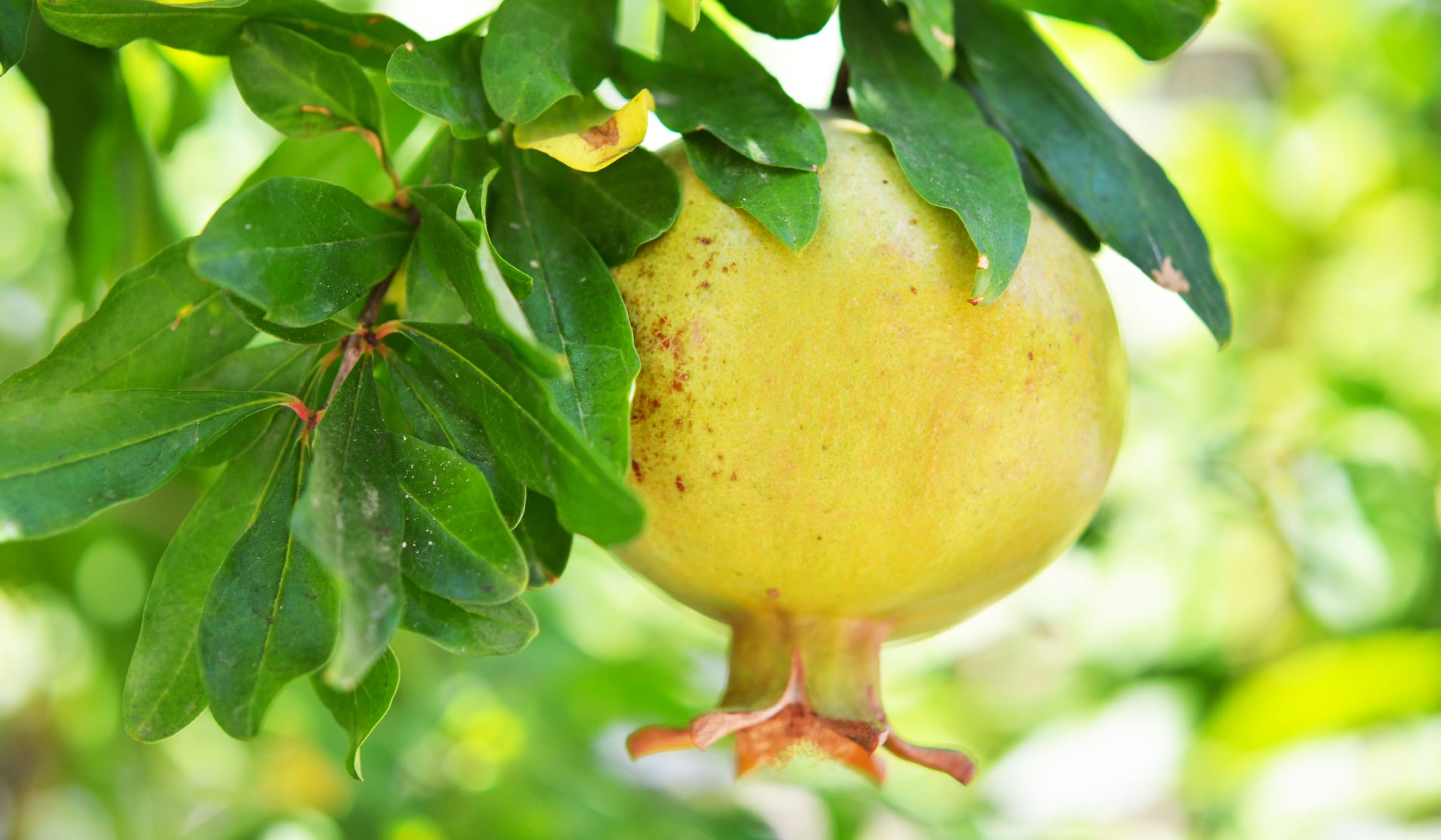 Green pomegranate