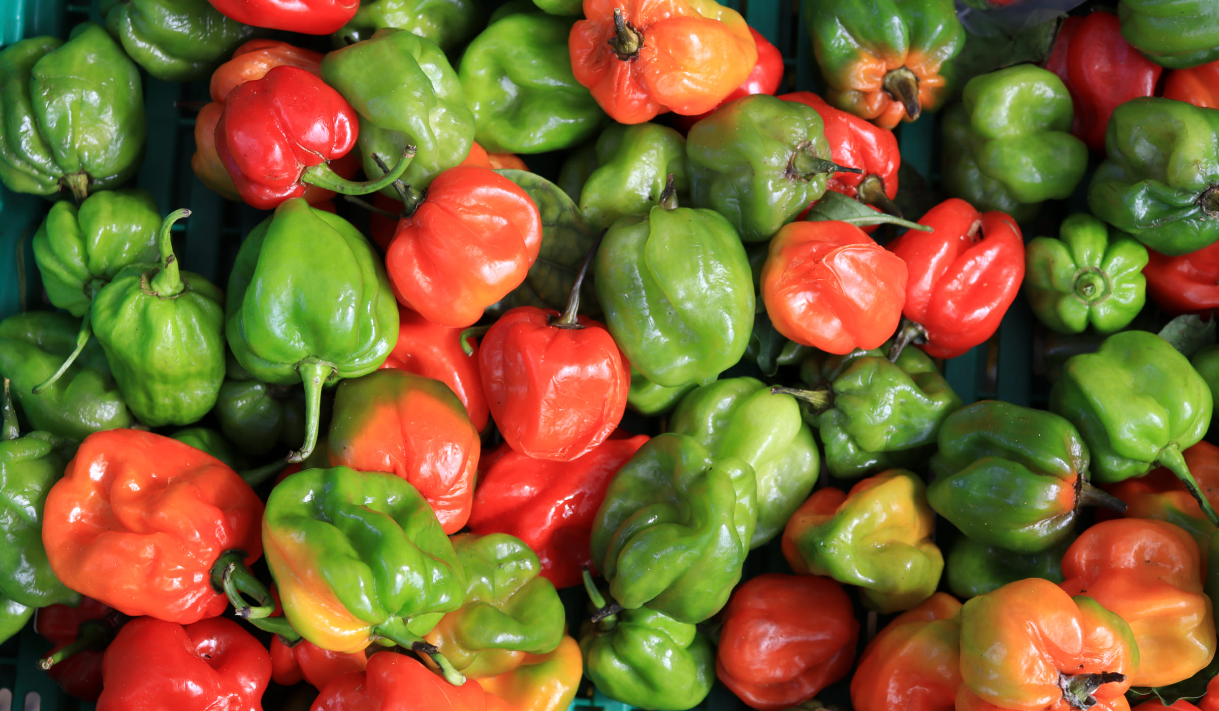 Caribbean chili pepper for sale at Fort-de-France market