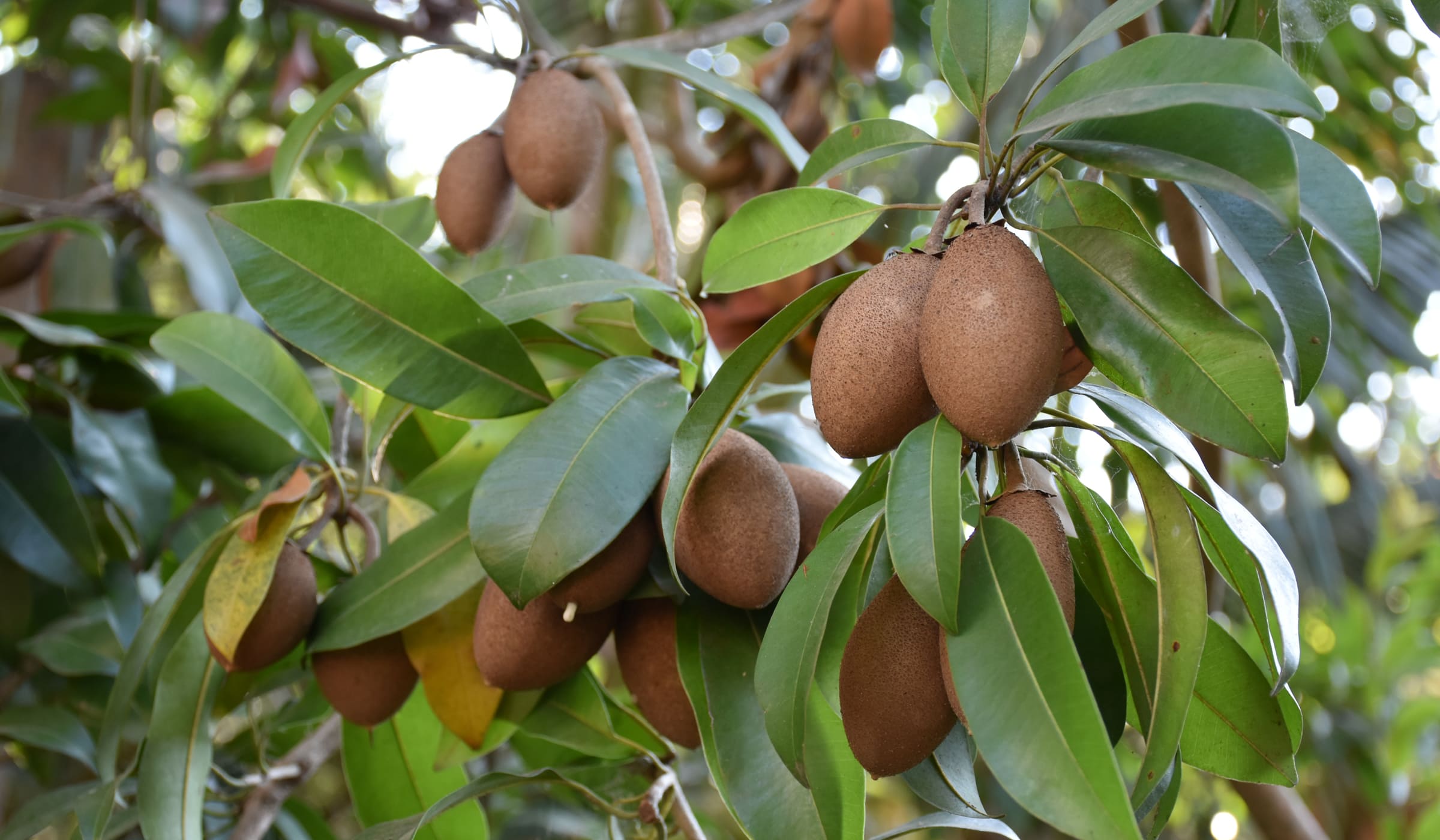 Sapodillas in a tree