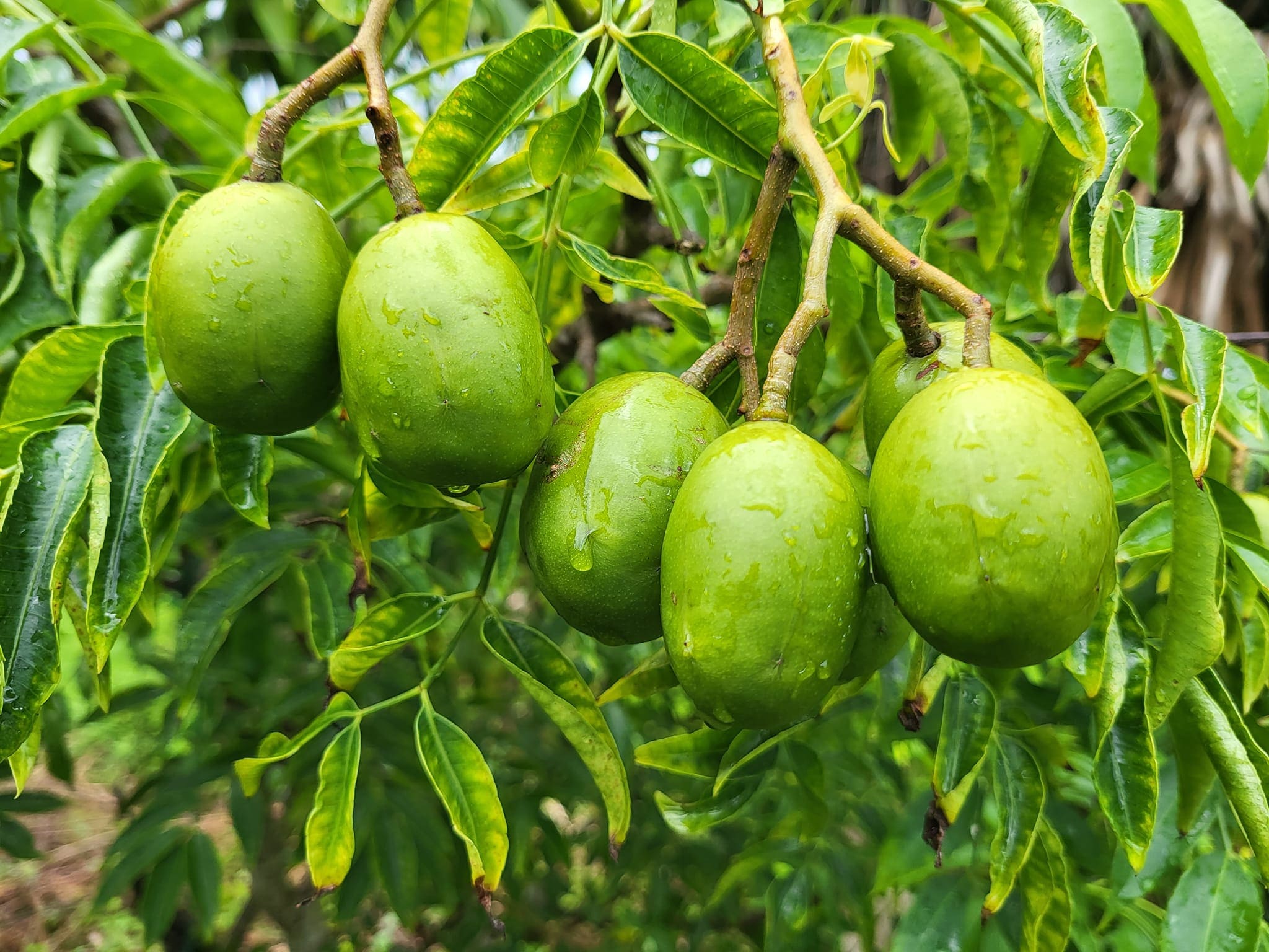 Branch of ambarellas