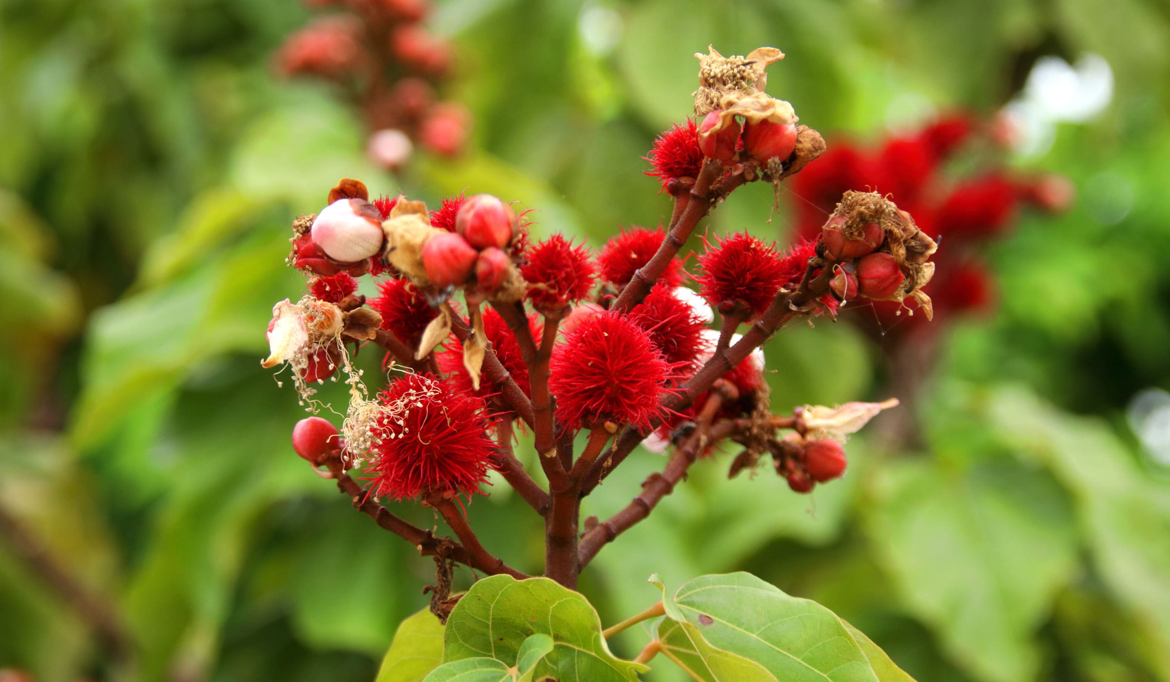 Branch with achiotes