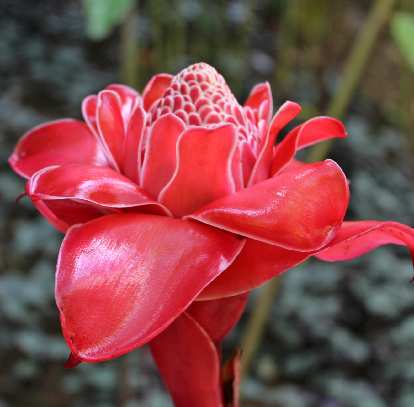 Rose de porcelaine rouge (Etlingera elatior)