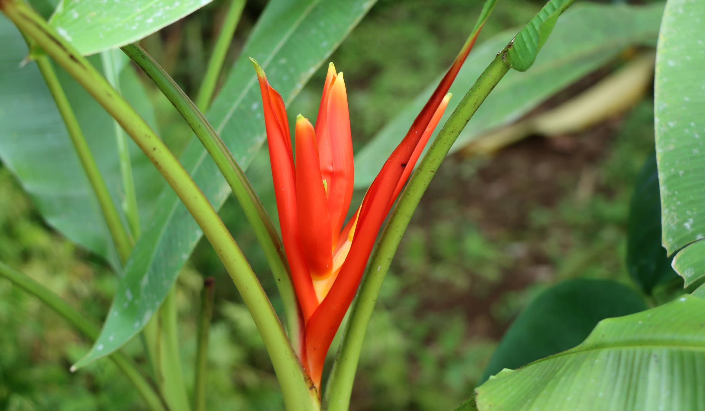 Helicona au jardin de la montagne