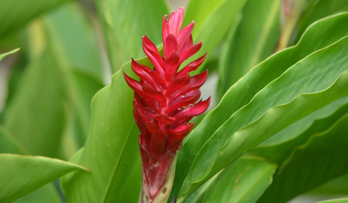 Alpinia purpurata