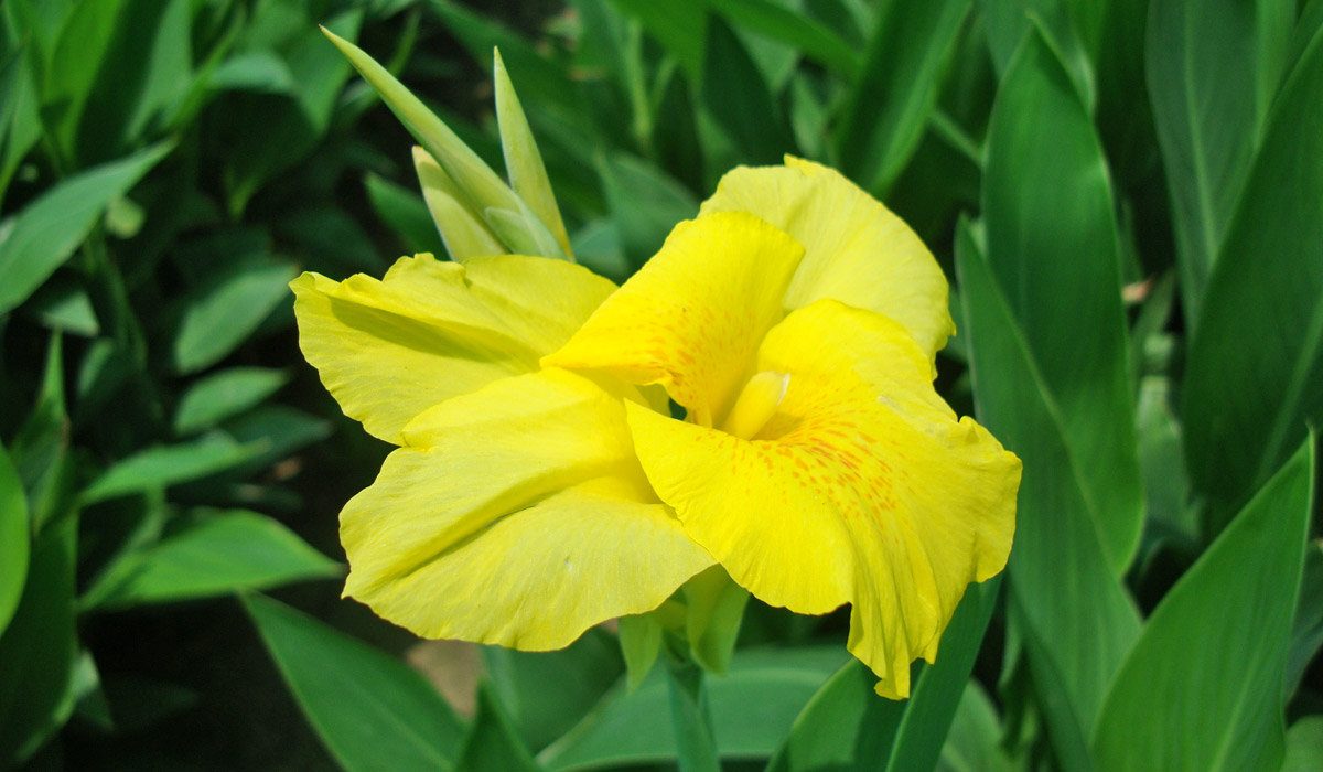 Canna jaune