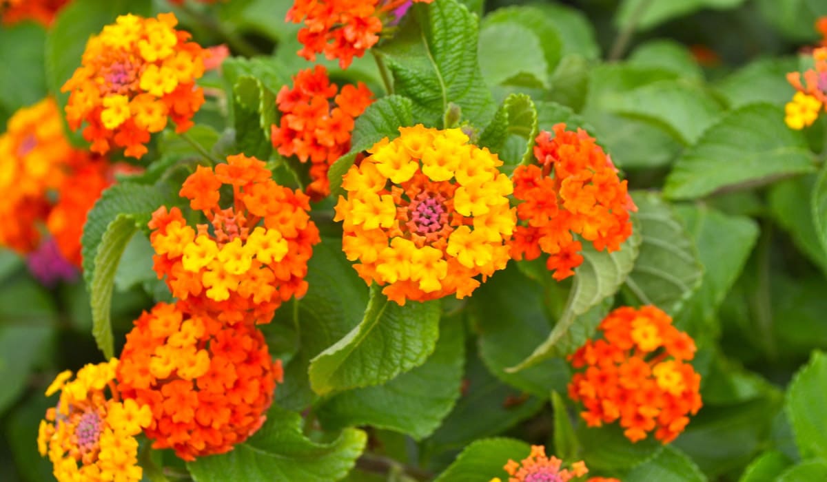 Marie-derrière-l'hôpital