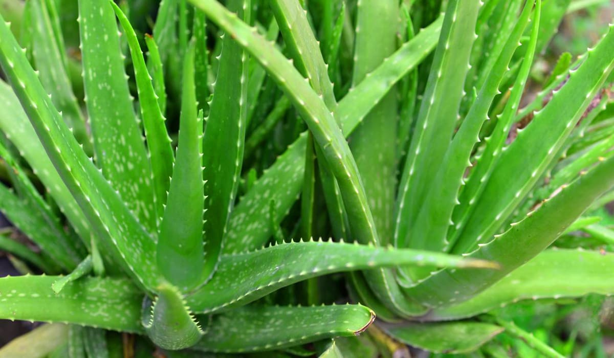 Feuilles d'aloe vera