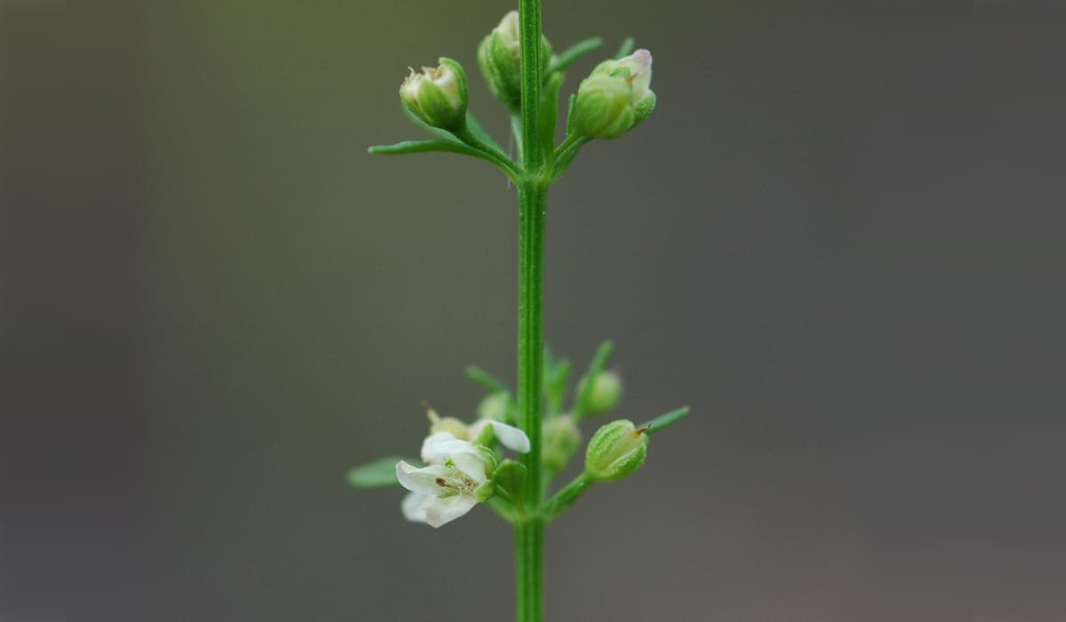 Balai doux (Scoparia dulcis)