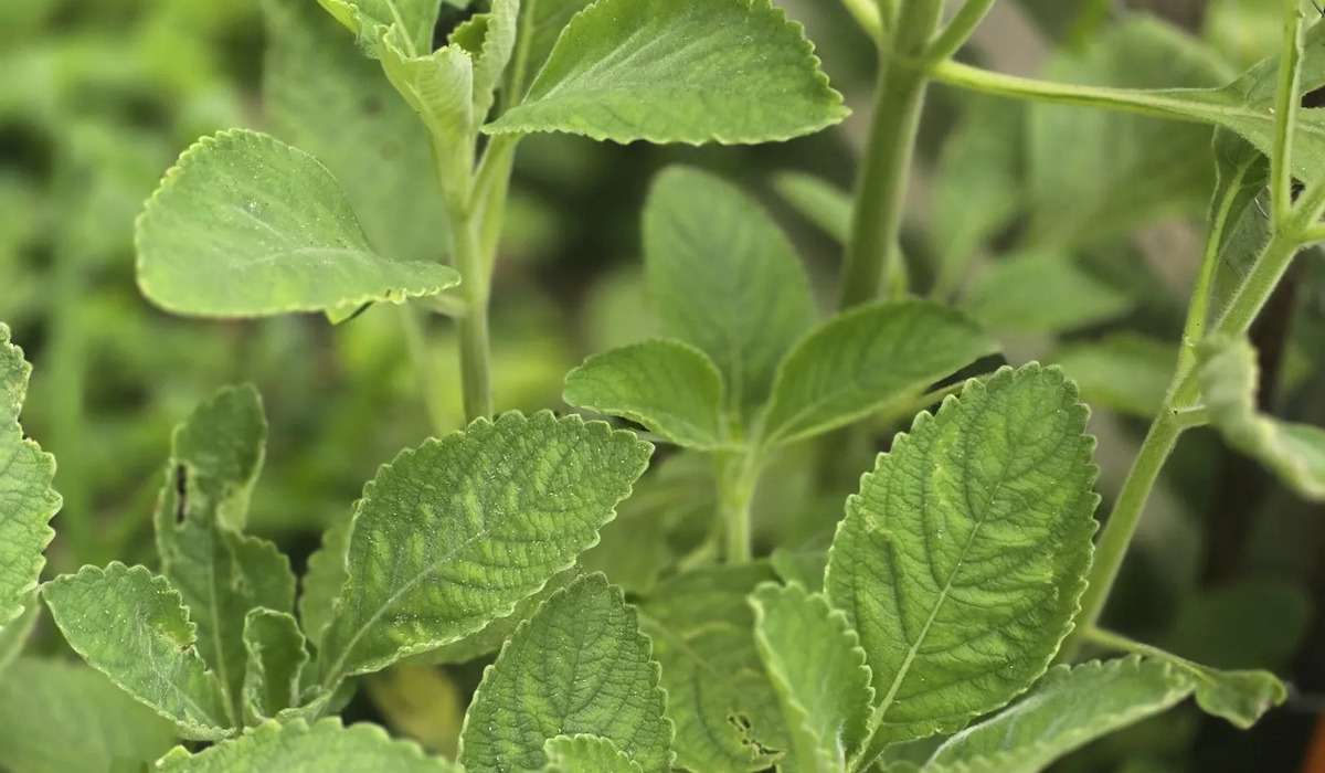 Doliprane (Plectranthus barbatus)