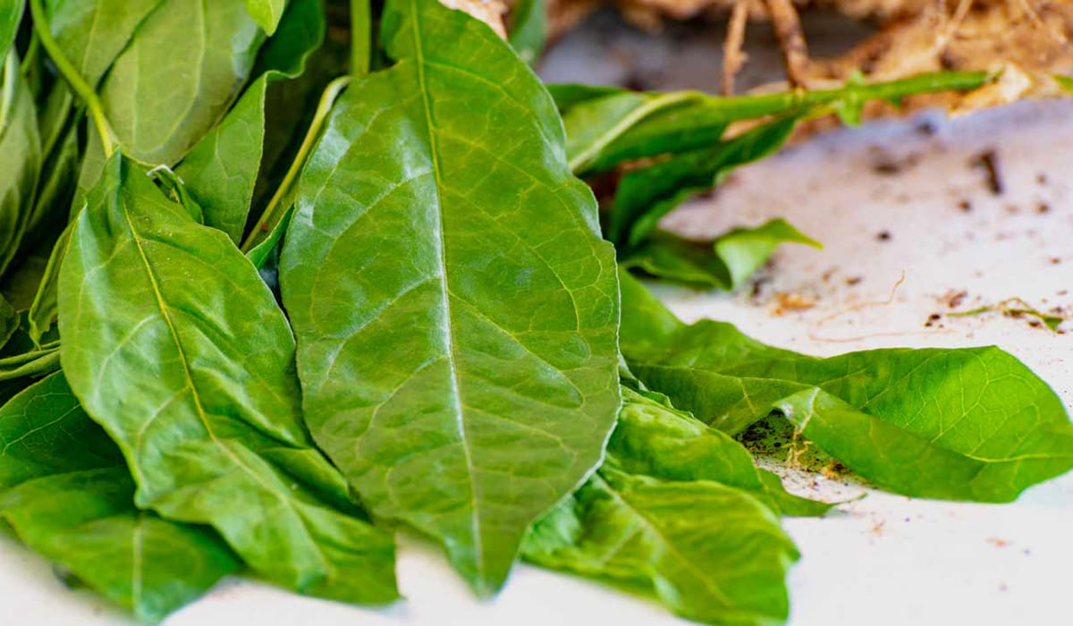 Arada (Petiveria alliacea)