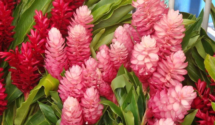 Alpinia purpurata roses