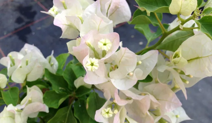 Fleurs de bougainvilliers blanches