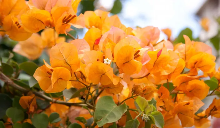 Fleurs de bougainvilliers oranges