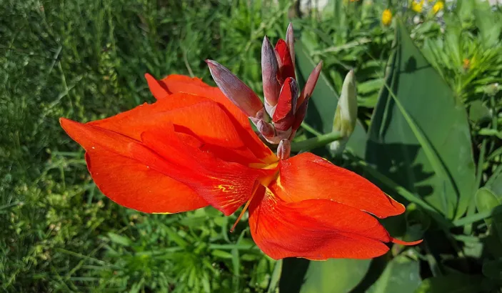 Canna rouge
