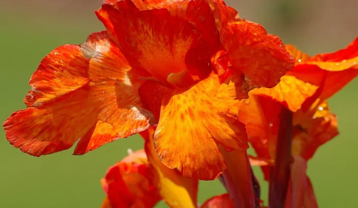 Canna orange