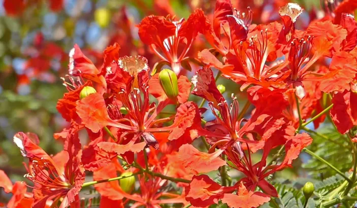 Flamboyant