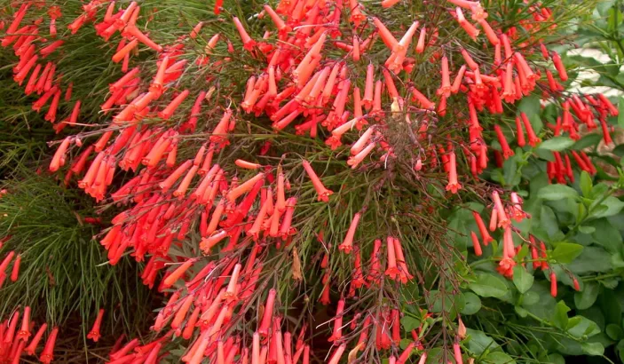 Goutte de sang