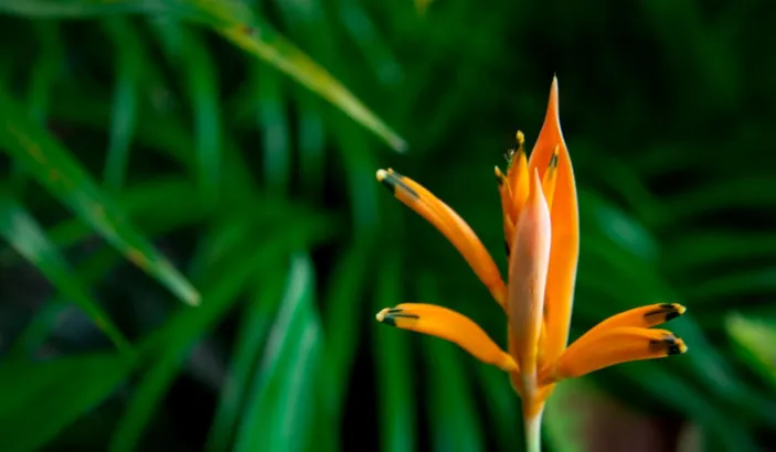 Hélicona ou Oiseau du Paradis