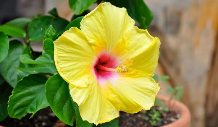 Yellow Hibiscus