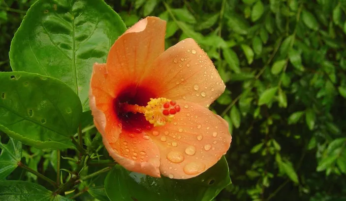 Orange Hibiscus