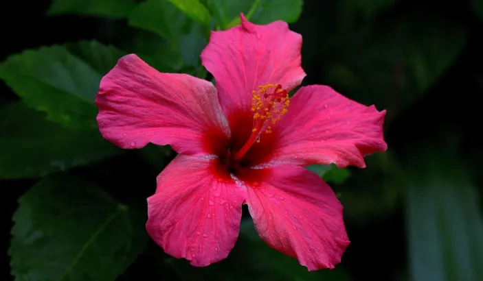 Fuschia Pink Hibiscus