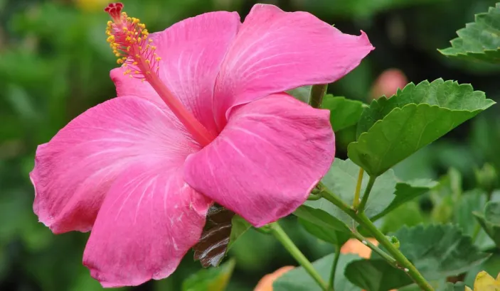 Rose Hibiscus
