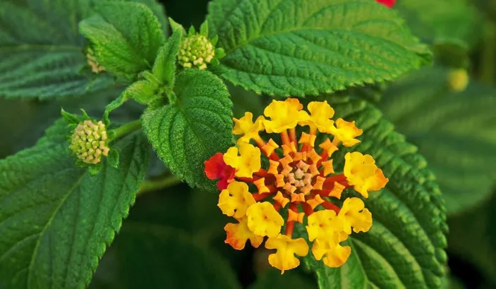 Marie-derrière-l'hôpital