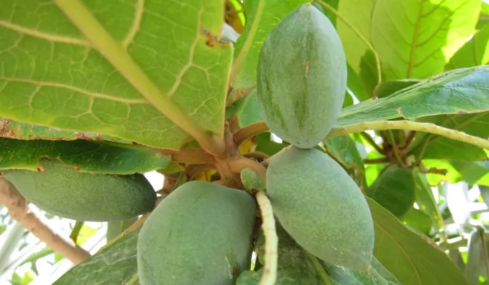 West Indian almond in a tree in the Caribbean