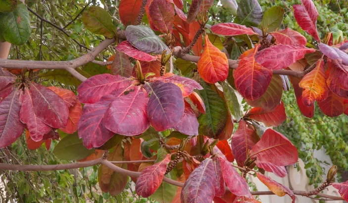 West Indian almond leaves