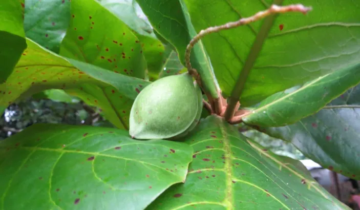 West Indian almond