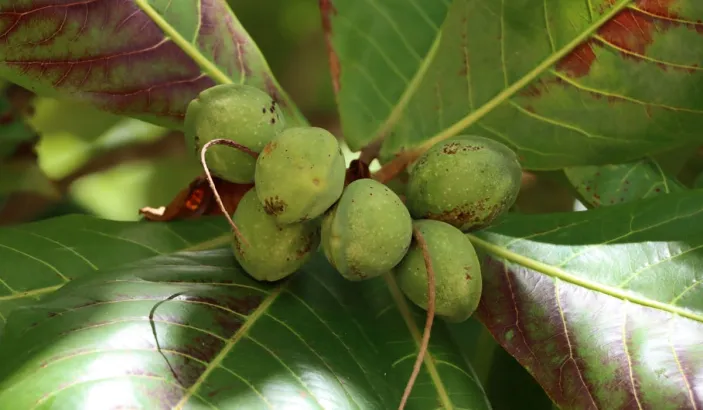 West Indian almond