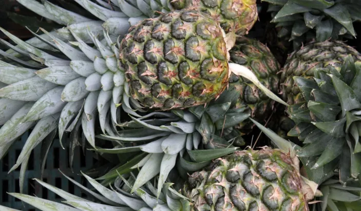 Ananas en vente au marché de Fort-de-France