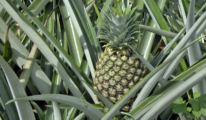 Plant d'ananas