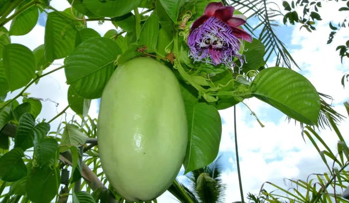 Barbadine avec fleur
