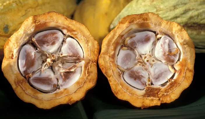 Split cocoas