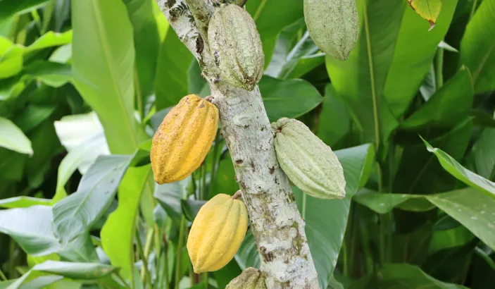 Cocoa plants in the Jardin de la Montagne