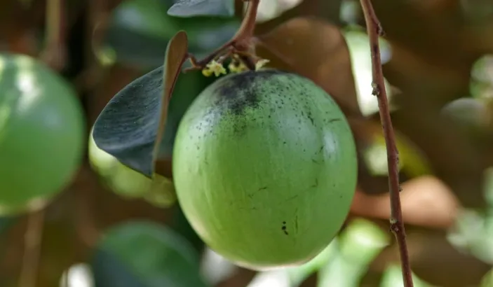 Green star fruit