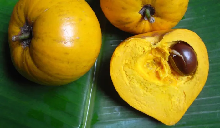 Canistel fendu avec sa graine