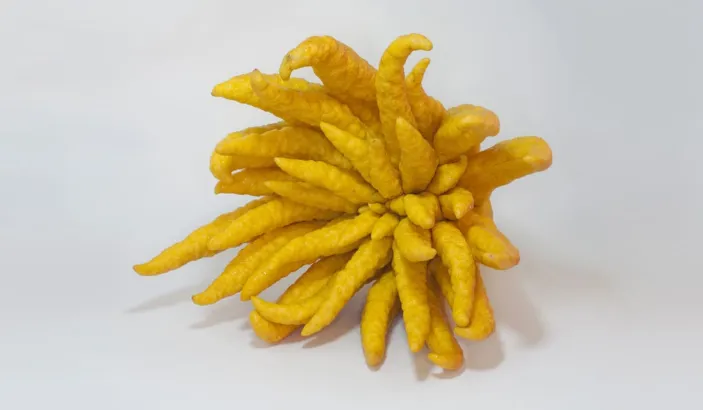 Fingered citron