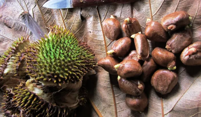 Grilled breadnut seeds