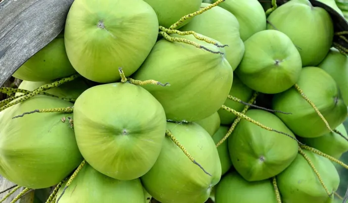 Cocos verts