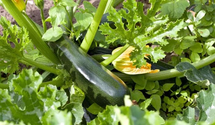 Zucchini plant